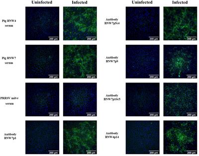 Isolation of Porcine Reproductive and Respiratory Syndrome Virus GP5-Specific, Neutralizing Monoclonal Antibodies From Hyperimmune Sows